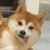 জুবায়ের হোসেন avatar